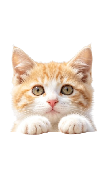 Gatinho espiando