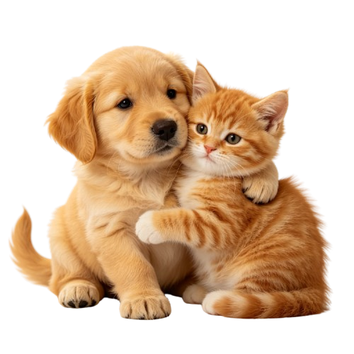 Kit Identidade Pet